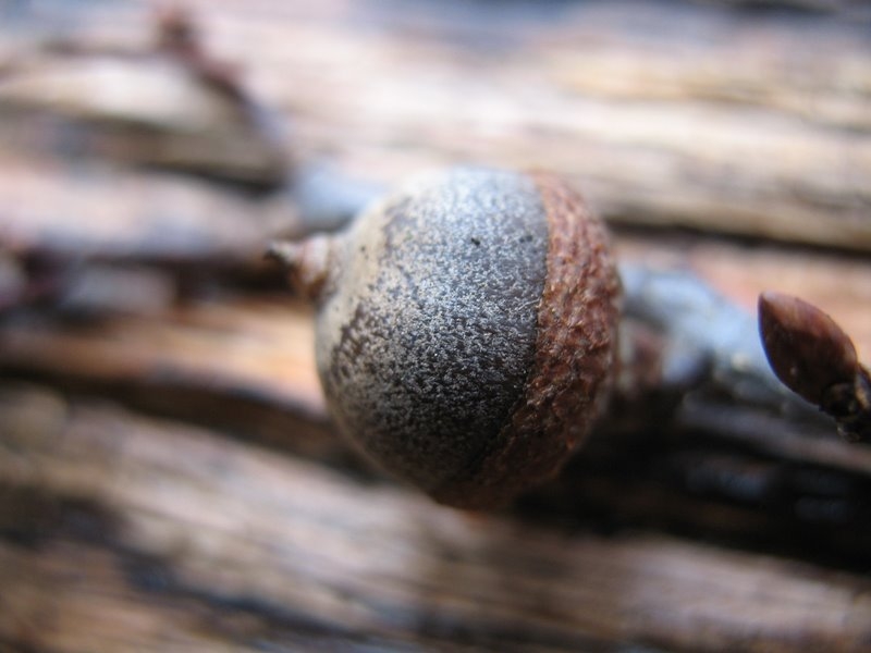 2006 Arbres remarquables 06